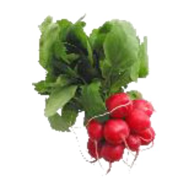 فجل